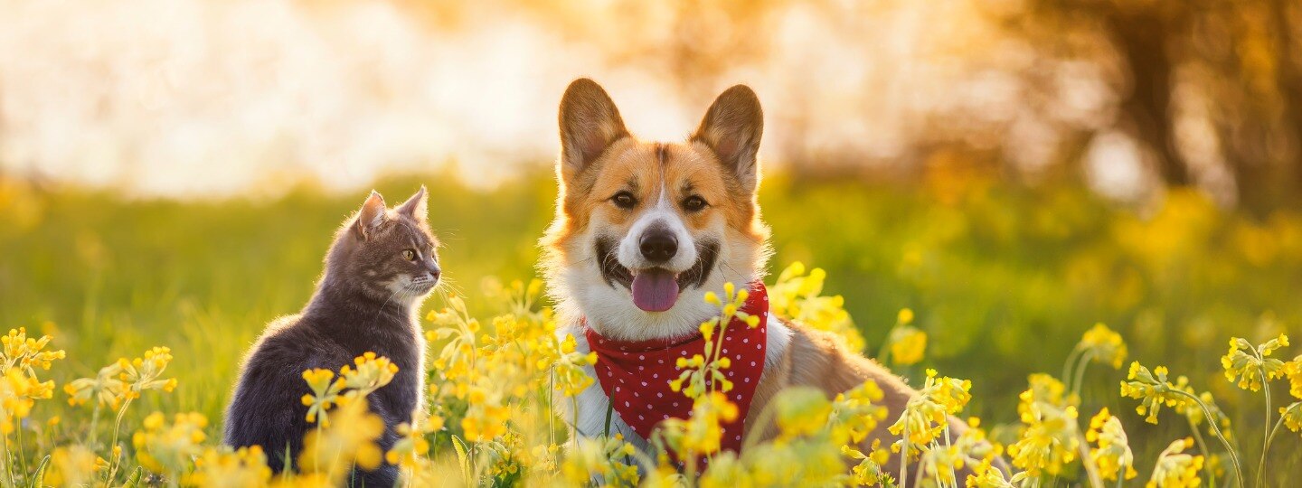 Cat and corgi outside